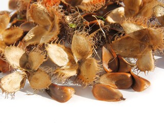 beechmasts and seeds of beech tree at autumn