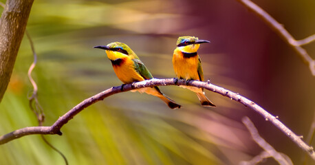 Pair of little bee eaters