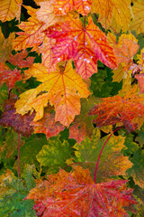 Wet colorful maple tree leaves in the city park in Autumn bright colors, details, closeup.