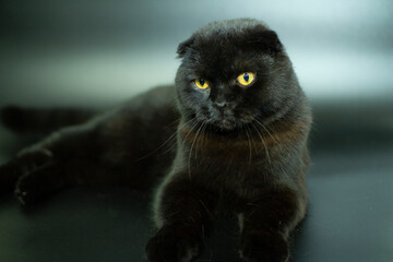 Beautiful Scottish fold cat on a dark background.
