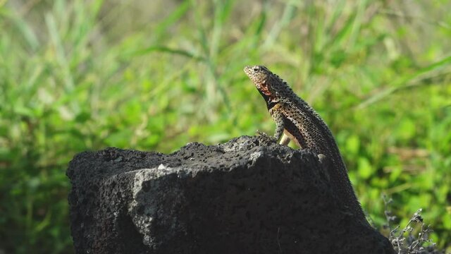 Colorful Lava Lizard Resting on Rock with Orange Belly and Green Grasses on Santiago Island, Galapagos