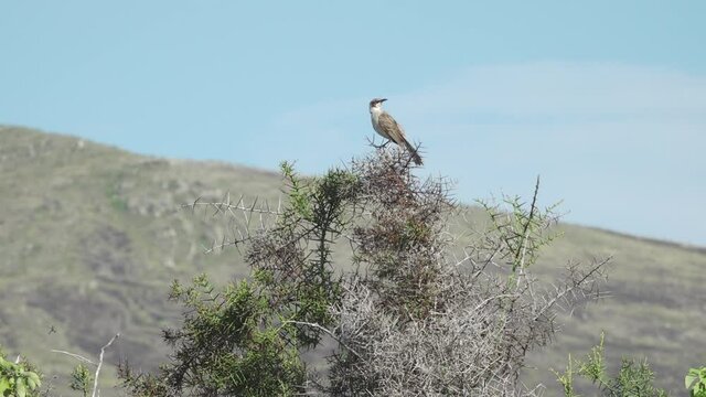 Mockingbird Taking Flight off of Tree at Puerto Egas, Santiago Island, Galapagos