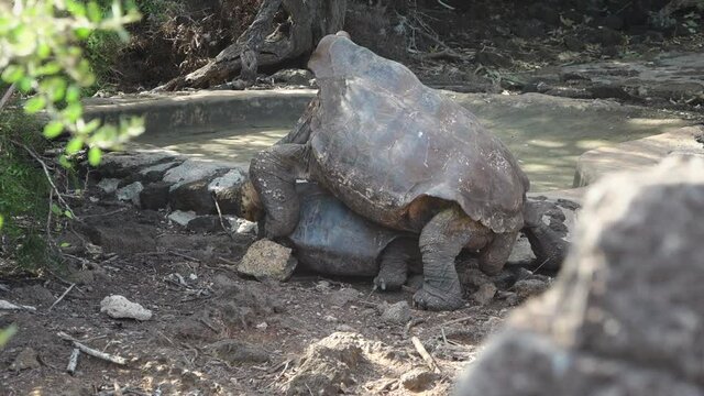 Giant Tortoises Having Sex and Mating on Santa Cruz Island, Galapagos