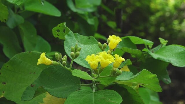 Yellow Cordia Lutea Flowers in Lush Forest of Urbina Bay, Isabela Island, Galapagos