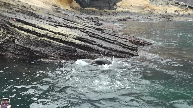 Sea Lion Family Jumping Out of the Ocean Waves in Slow Motion in the Galapagos Islands