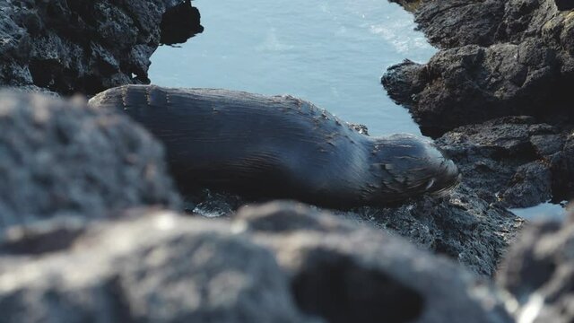 Wet Baby Sea Lion Sleeping on Rocks Near Tide Pool at Puerto Egas, Santiago Island, Galapagos