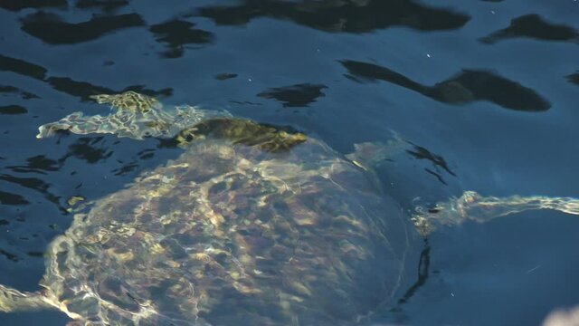 Green Sea Turtle Swimming Underwater Taking a Breath in Clear Tide Pool of Puerto Egas, Santiago Island, Galapagos
