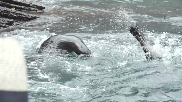 Sea Lion Jumps Out of Ocean in Front of Tourist on Cruise in the Galapagos Islands
