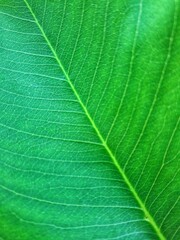 close up of green leaf