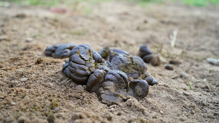 Cow dung, also known as cow pats, cow pies or cow manure, is the waste product of bovine animal species.