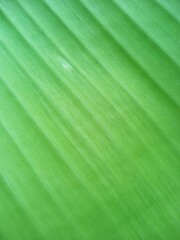 green leaf background