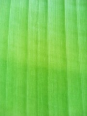 abstract background , green texture