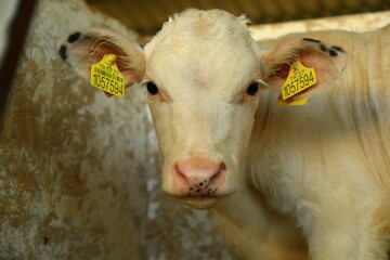 Newborn male calf