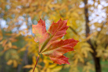 Orange maple leaf close-up on the background of autumn foliage. Focus to the foreground