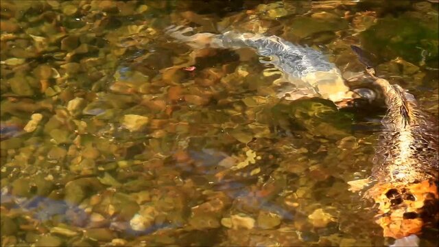 koi fishes in clear water
