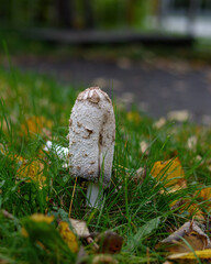 Young solitary white dung mushroom (Coprinus comatus) in the green grass close up