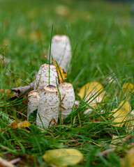 Group of white dung mushrooms (Coprinus comatus) in the green grass close-up, selective focus