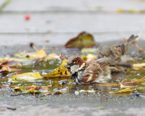 Sparrows bathe in an autumn puddle with yellow leaves, close-up. Focus to the foreground