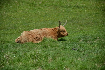 Highland Bull