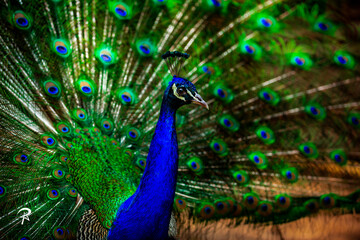 Fototapeta na wymiar peacock with feathers out of focus
