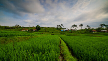 Obraz premium rice field