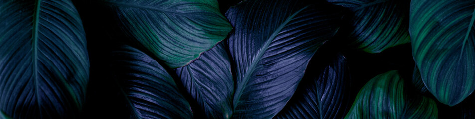 closeup Spathiphyllum cannifolium leaf background. Flat lay, fresh wallpaper banner concept