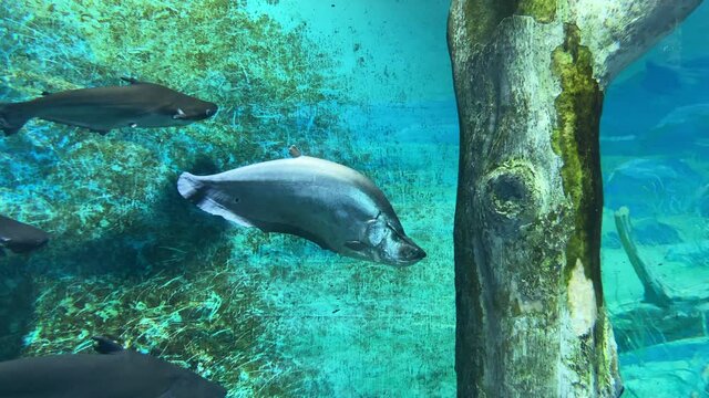 Image of Southeast Asian fish swimming in an aquarium