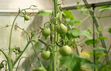 green tomatoes  on branches in the garden