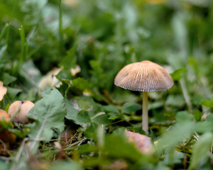 Mushroom in the forest in the grass close up in the natural environment