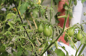 green tomatoes  on branches in the garden