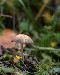 Mushroom in the forest in the grass close up in the natural environment