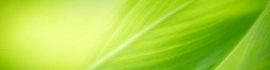 Nature of green leaf in garden at summer. Natural green leaves plants using as spring background cover page greenery environment ecology wallpaper