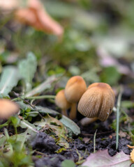 Mushroom in the forest in the grass close up in the natural environment