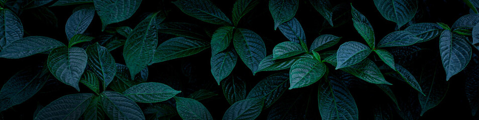 closeup green leaf background. Flat lay, fresh wallpaper banner concept