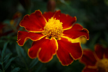 Studentenblume - Close up