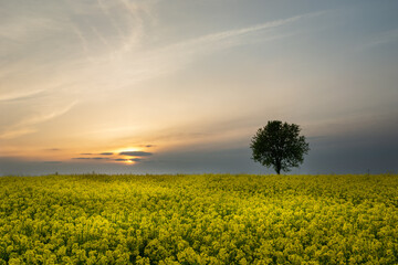 Fototapeta na wymiar Yellow field of rape and lonely tree