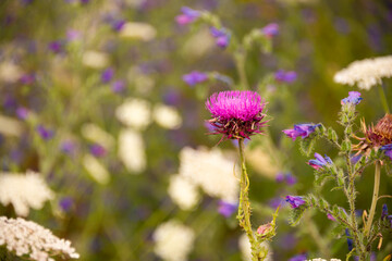 Wild flowers field in sunlight in summer