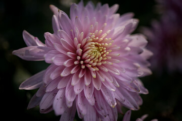 Chrysantheme - close up