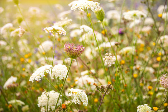 Wild flowers field in sunlight in summer