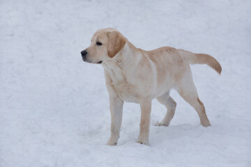 Cute labrador retriever puppy is standing on white snow in the winter park. Four month old. Pet animals.