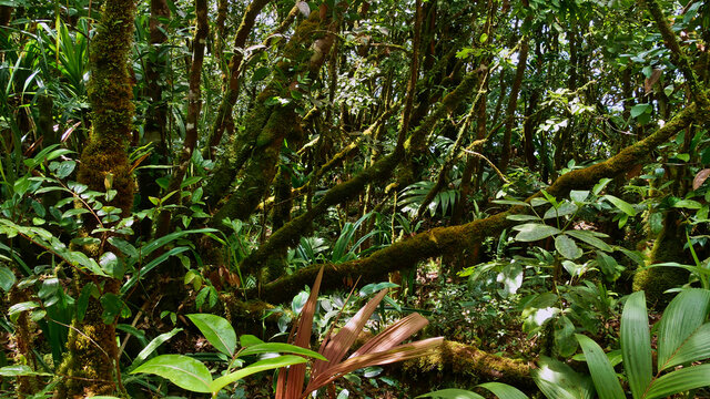 Green colored dense rainforest with moss covered trunks of a tree and several tropical endemic plants near Morne Blanc in the north of Mahe island Seychelles.