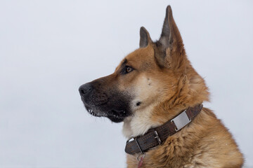 Cute multibred dog close up. Isolated on a white background.