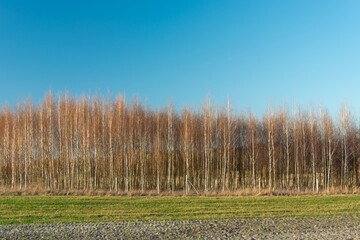 Green field, forest without leaves and blue sky