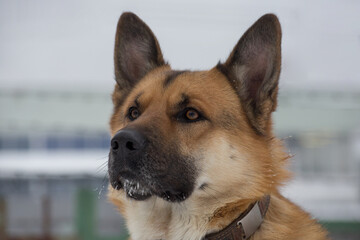 Portrait of cute multibred dog. Isolated on a white background.