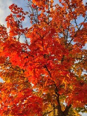 red maple leaves