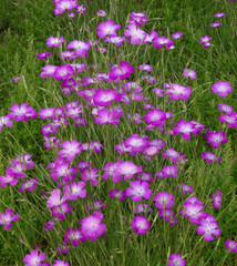 紫が美しいムギナデシコの花畑(埼玉県鴻巣市)　062-2