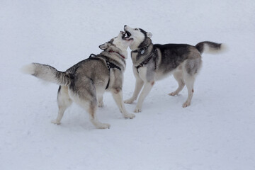 Two siberian husky are playing on white snow in the winter park. Pet animals.