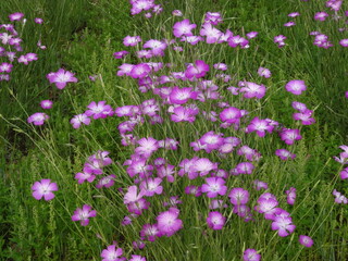 紫が美しいムギナデシコの花畑(埼玉県鴻巣市)　062-1