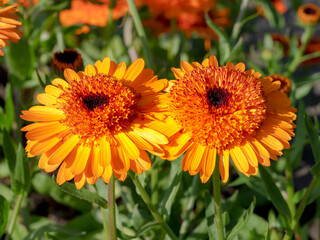 Closeup of two bright orange Calendula marigold flowers in a garden