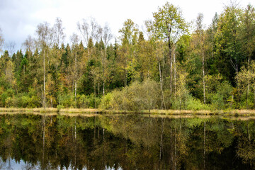 lake in the woods